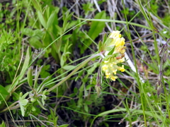 Anthyllis vulneraria