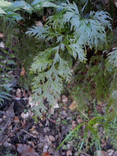 Hymenophyllum dilatatum observed 2026-10-22