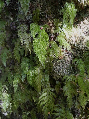 Hymenophyllum bivalve observed 2026-10-22