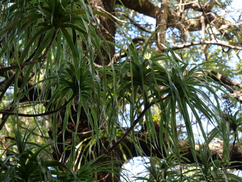Dracophyllum latifolium observed 2026-10-22