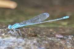 Pseudagrion australasiae