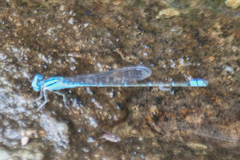 Pseudagrion australasiae