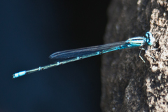 Pseudagrion australasiae