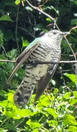 Chrysococcyx lucidus observed 2026-10-29