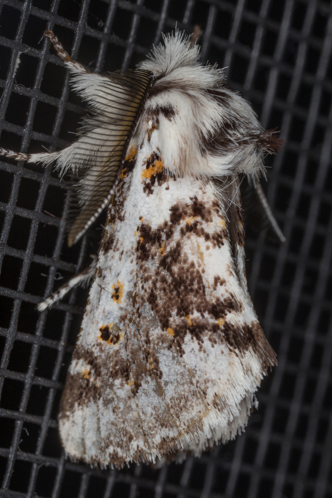 Aglaosoma periblepta