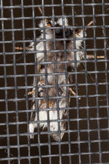 Aglaosoma periblepta