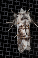 Aglaosoma periblepta