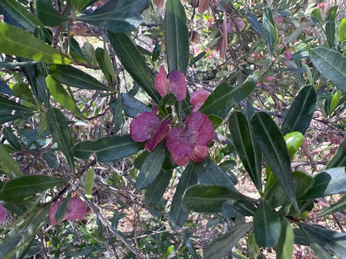 Dodonaea viscosa observed 2026-10-29