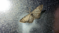 (c) Drew Weber, some rights reserved (CC BY-NC) Texas Gray (Glenoides texanaria)