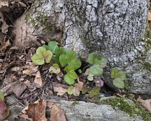 Hepaticae observed 2026-10-28