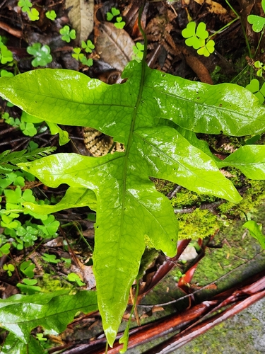 Phymatosorus observed 2026-10-29