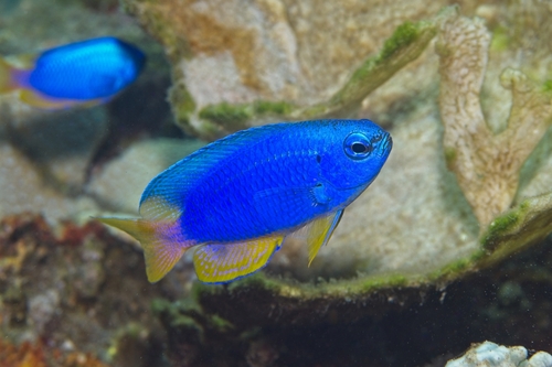 Pomacentrus coelestis observed 2026-10-15