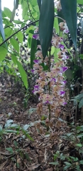 Aerides