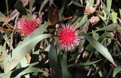 Hakea laurina