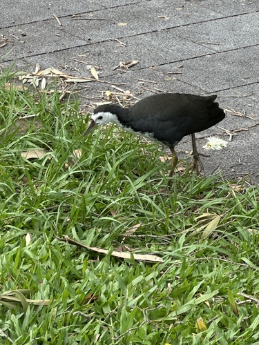 Amaurornis phoenicurus observed 2026-10-29