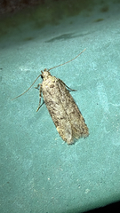 (c) Drew Weber, some rights reserved (CC BY-NC) Chionodes thoraceochrella