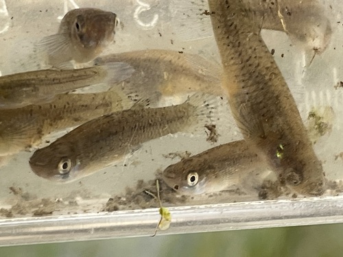 Gambusia affinis observed 2026-10-28