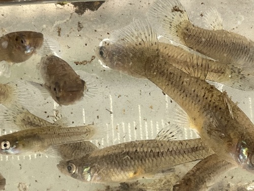 Gambusia affinis observed 2026-10-28