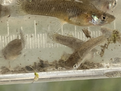 Gambusia affinis observed 2026-10-28