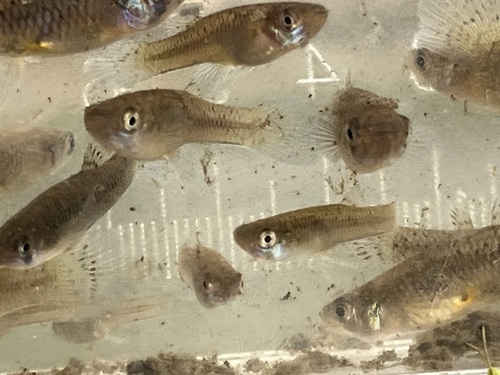 Gambusia affinis observed 2026-10-28