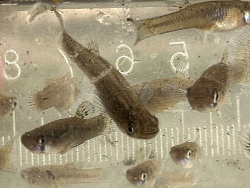 Gambusia affinis observed 2026-10-28