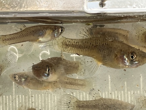 Gambusia affinis observed 2026-10-28