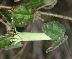 Correa reflexa reflexa
