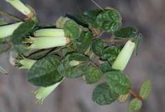 Correa reflexa reflexa