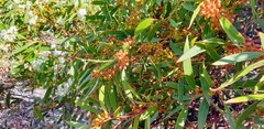 Eucalyptus gracilis