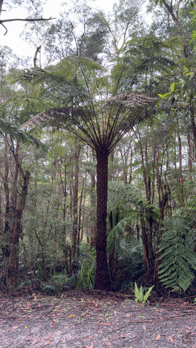 Cyathea observed 2026-10-29