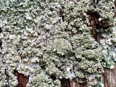 Punctelia appalachensis