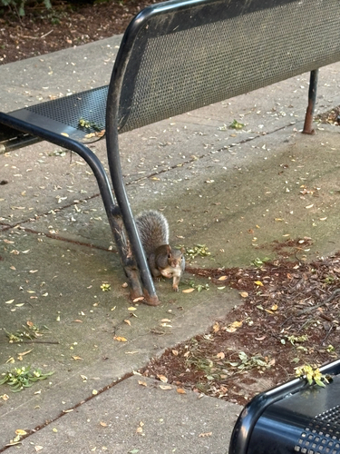 Sciurus carolinensis photograph by the iNaturalist community