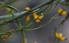 Cassytha glabella dispar