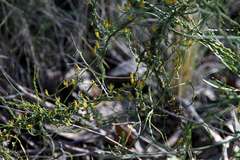 Cassytha glabella dispar