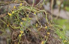 Cassytha glabella dispar