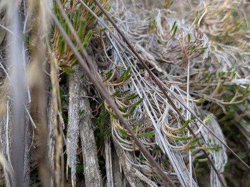 Selaginella observed 2026-10-28