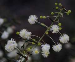 Acacia genistifolia