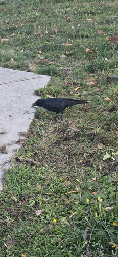 Corvus observed 2026-10-28