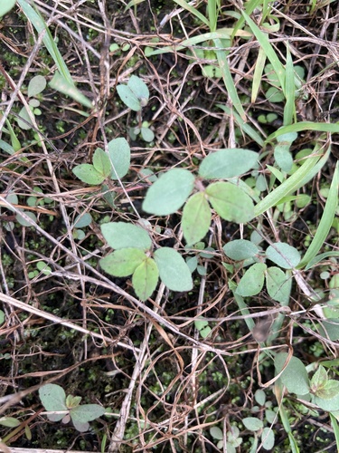 Euphorbia hirta observed 2026-10-29
