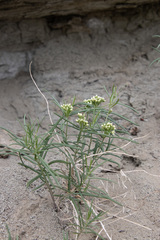 Vincetoxicum sibiricum