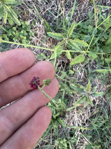 Boerhavia observed 2026-10-28