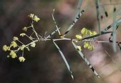 Acacia iteaphylla