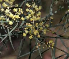 Acacia iteaphylla