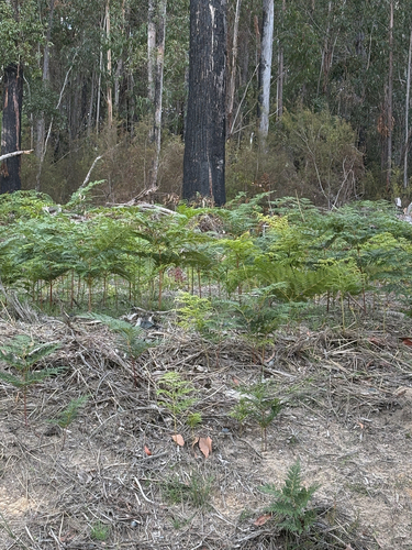 Pteris observed 2026-10-29