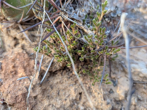 Selaginella observed 2026-10-28