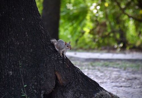 Sciurus carolinensis photograph by the iNaturalist community