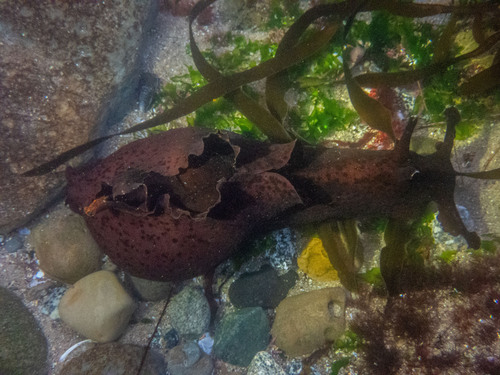 Aplysia californica, 2026-10-27