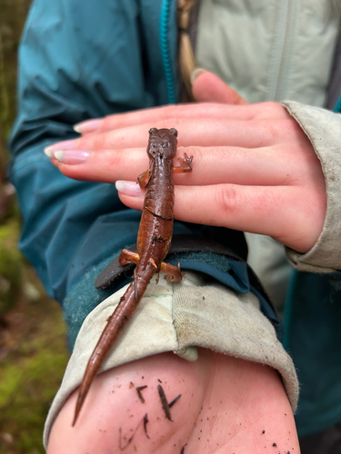 Ensatina eschscholtzii observed 2026-10-28