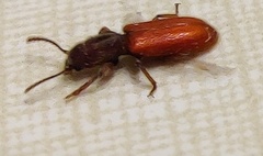 Zenodosus sanguineus