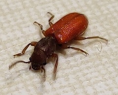 Zenodosus sanguineus